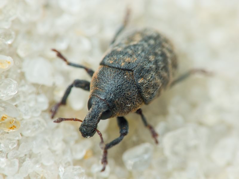 Larinus obtusus Gyllenhal, 1835